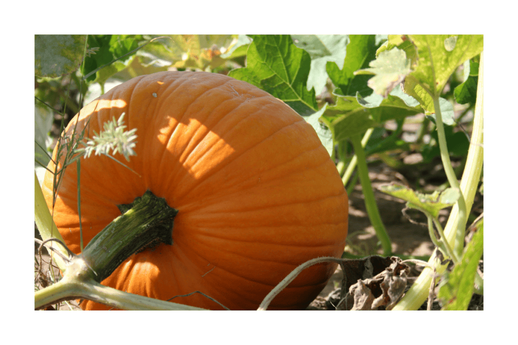 Cinderella pumpkin on the vine