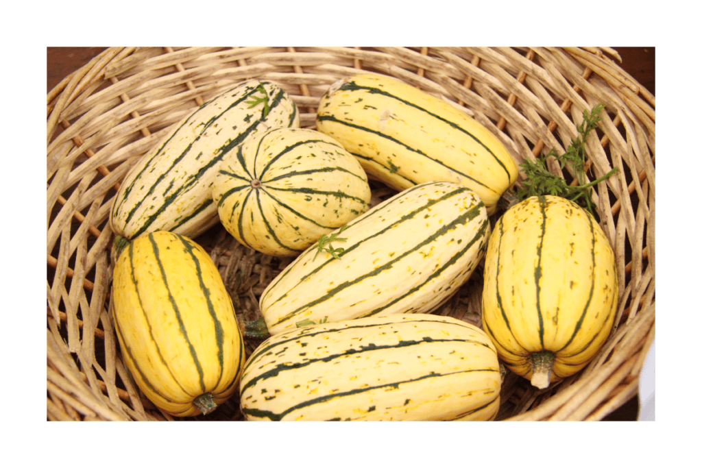 Delicata pumpkins in a basket
