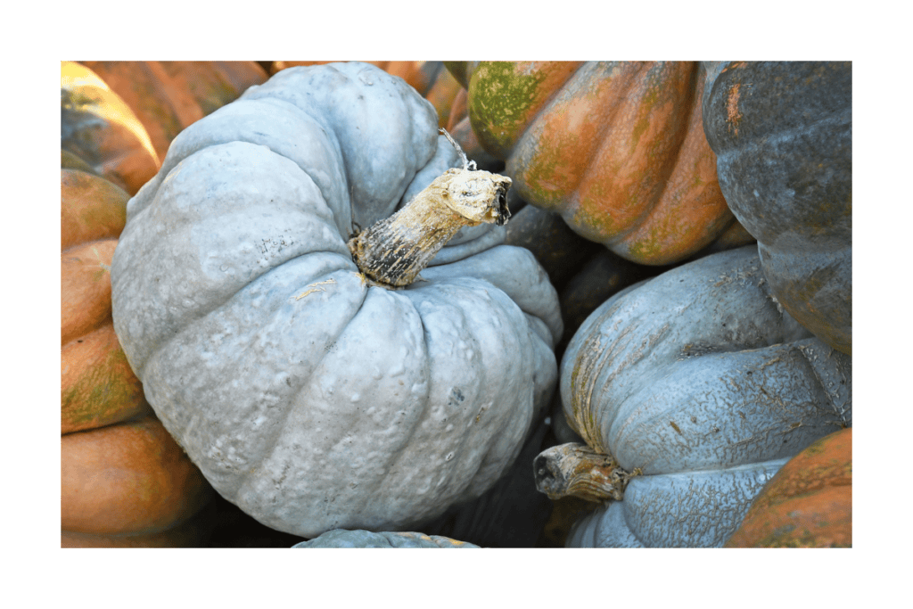 Blue Jarrahdale pumpkin